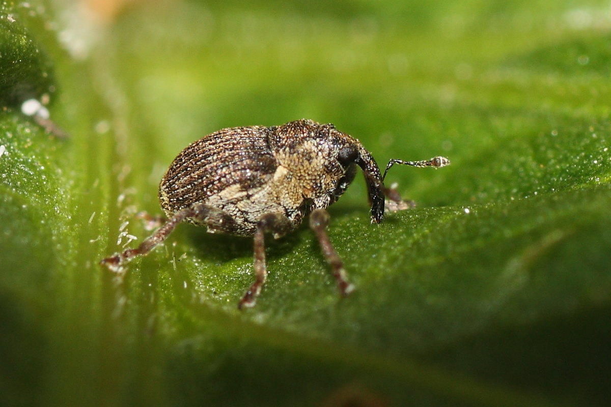 Nedyus quadrimaculatus (Curculionidae)