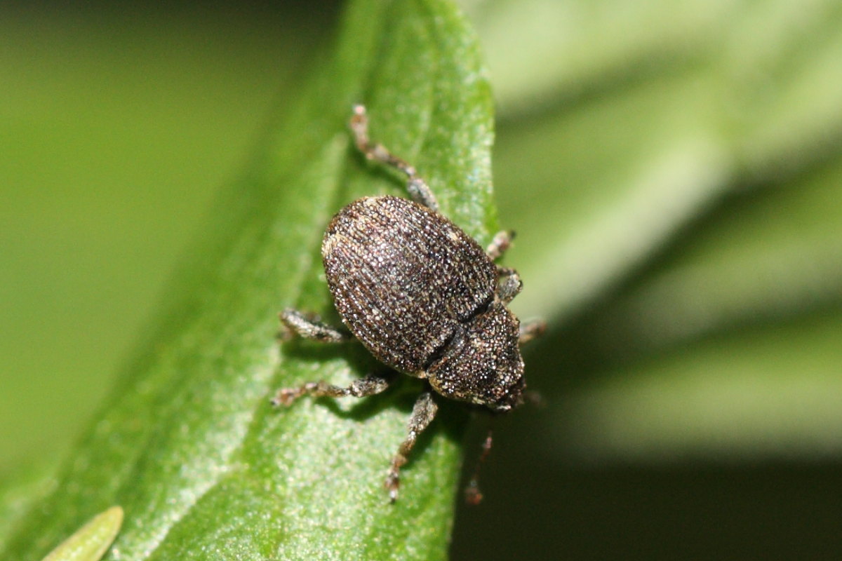 Nedyus quadrimaculatus (Curculionidae)