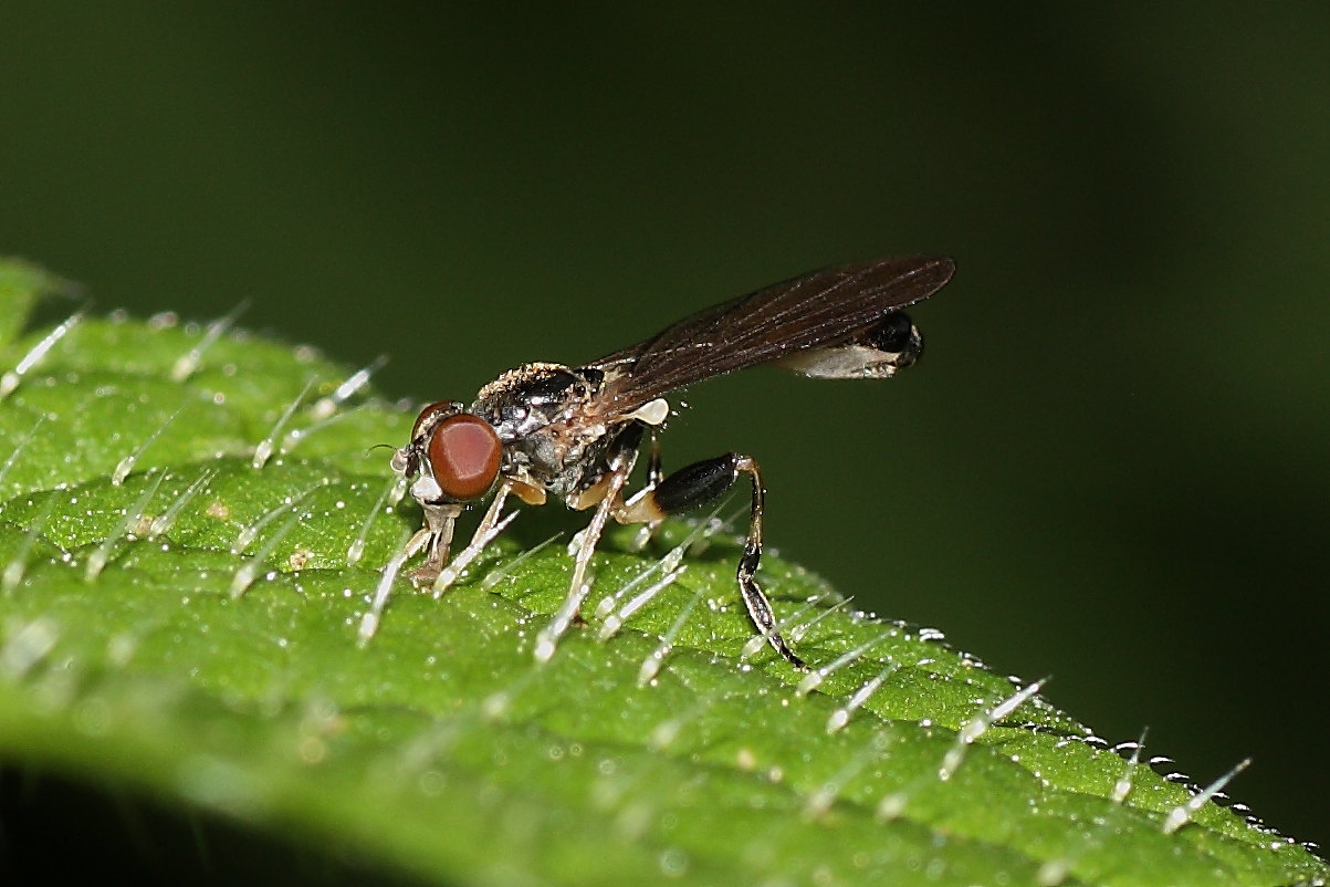 Syrphidae microscopico?