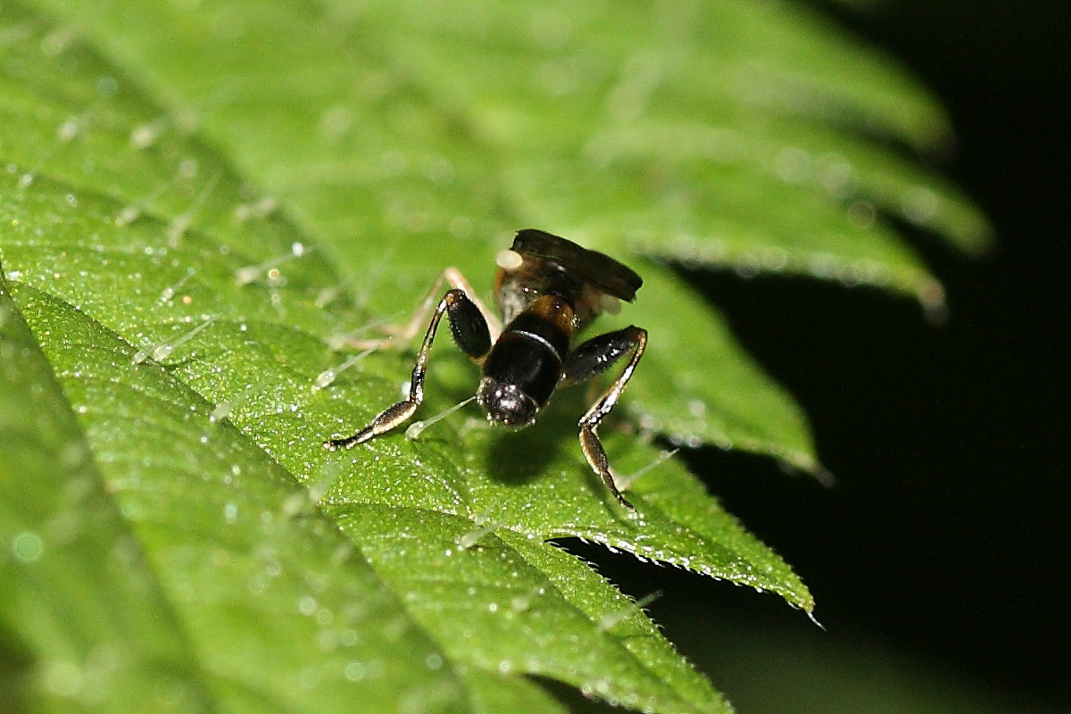 Syrphidae microscopico?