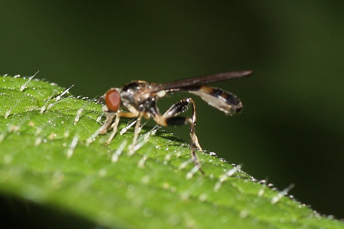 Syrphidae microscopico?