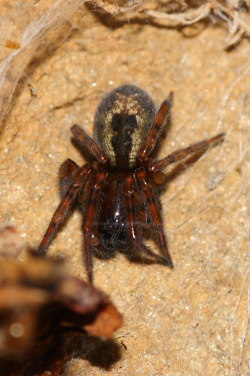 Amaurobius sp.