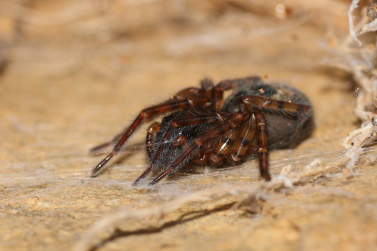 Amaurobius sp.