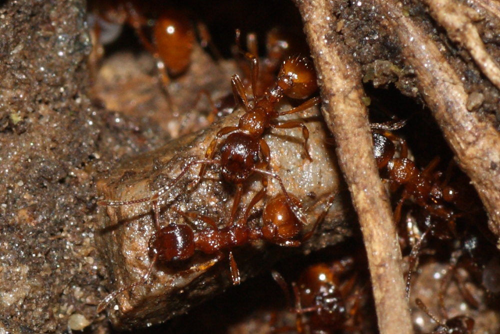 Formiche (probabile Myrmica rubra)