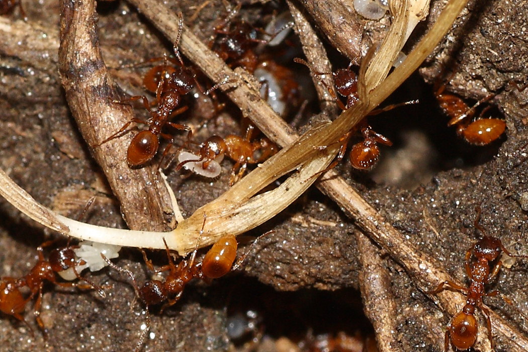 Formiche (probabile Myrmica rubra)