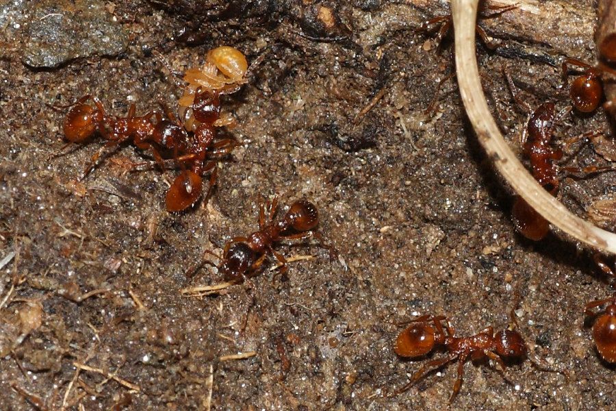 Formiche (probabile Myrmica rubra)