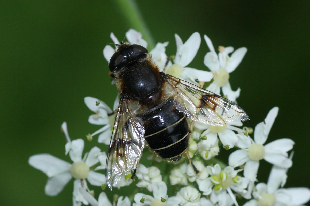 Syrphidae da identificare: Eristalis rupium