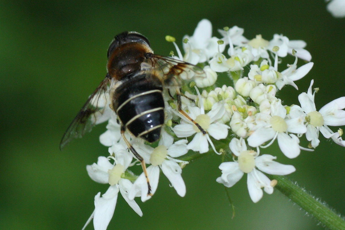 Syrphidae da identificare: Eristalis rupium