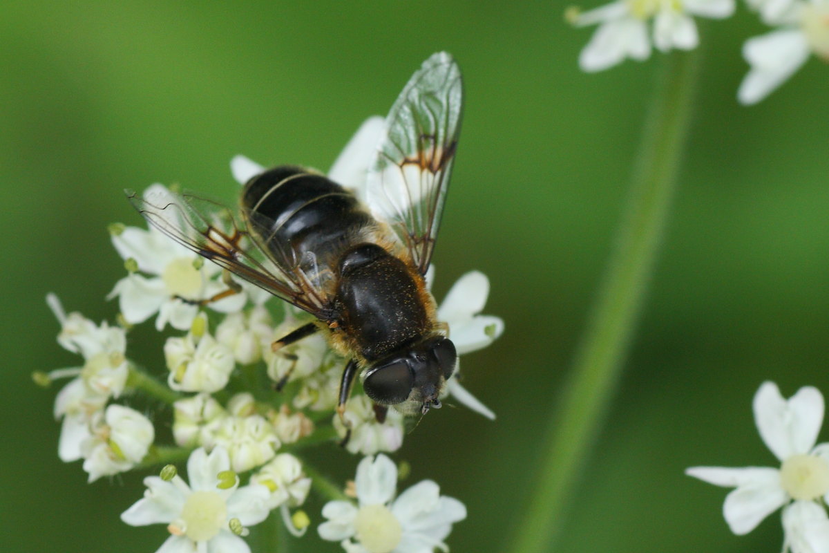 Syrphidae da identificare: Eristalis rupium