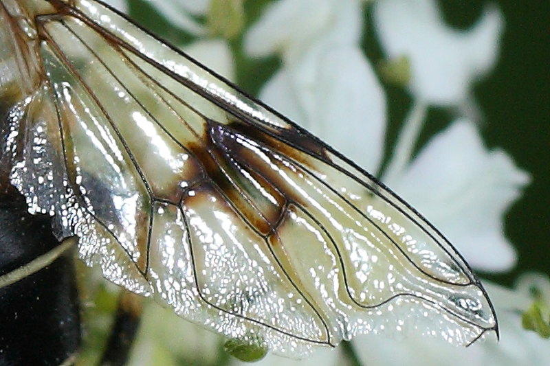 Syrphidae da identificare: Eristalis rupium