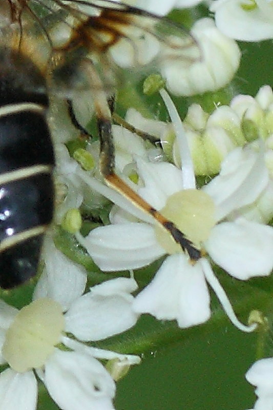 Syrphidae da identificare: Eristalis rupium