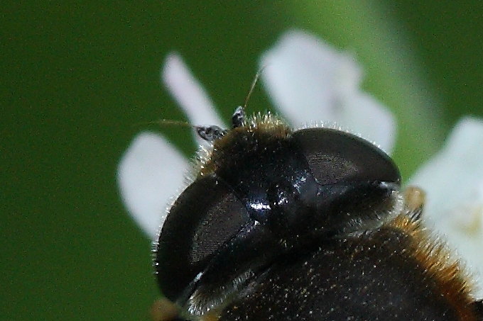 Syrphidae da identificare: Eristalis rupium