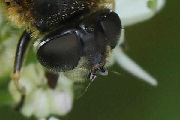 Syrphidae da identificare: Eristalis rupium