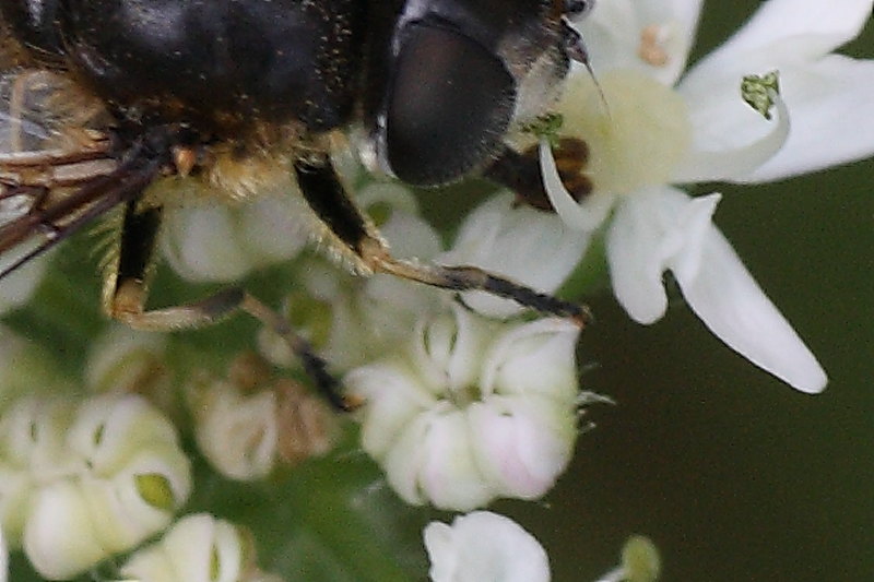 Syrphidae da identificare: Eristalis rupium