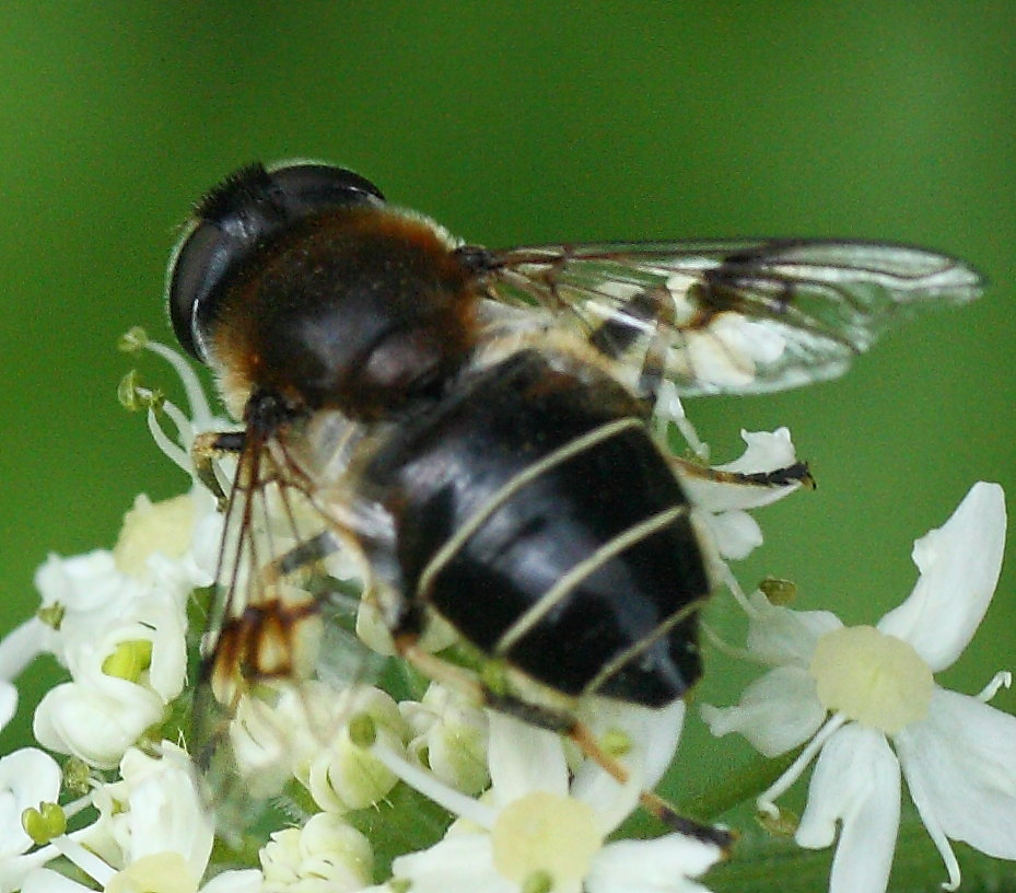 Syrphidae da identificare: Eristalis rupium