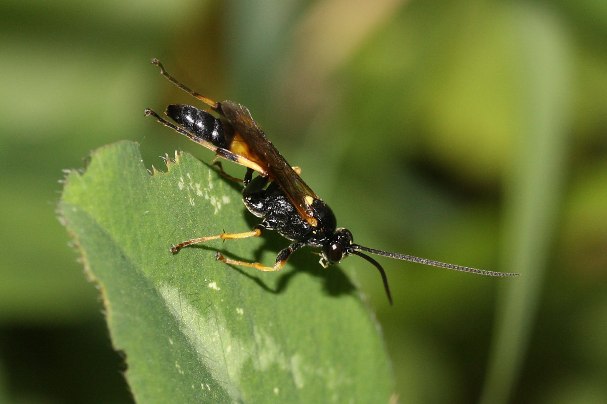 Ichneumonidae da identificare