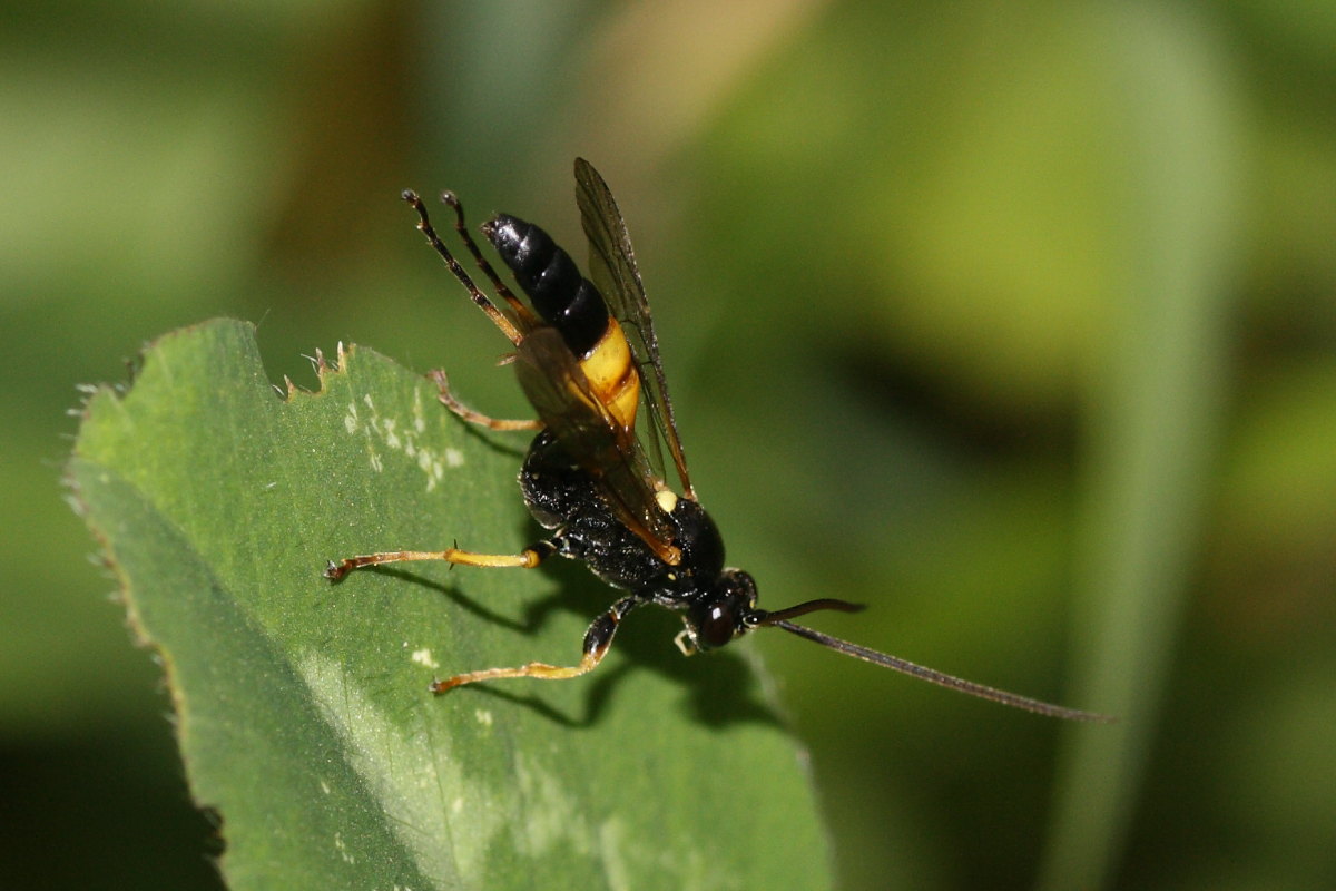 Ichneumonidae da identificare