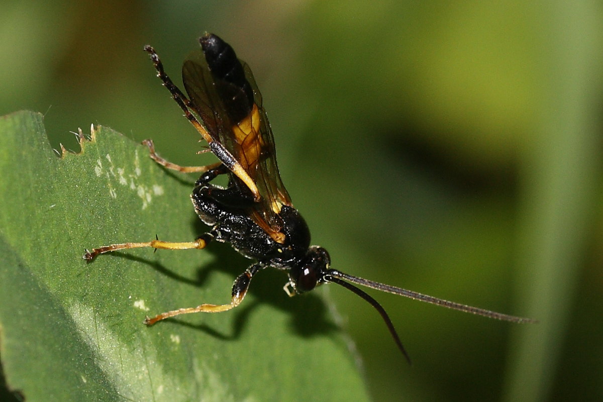 Ichneumonidae da identificare