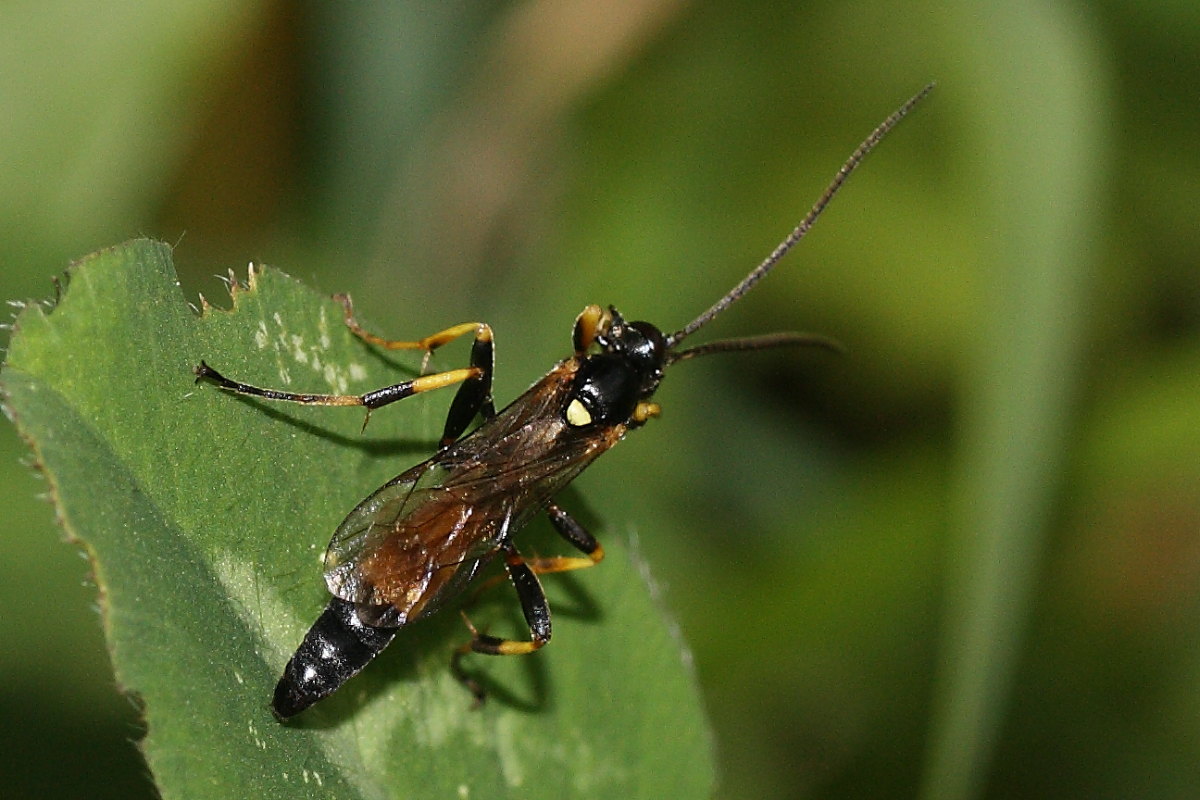 Ichneumonidae da identificare