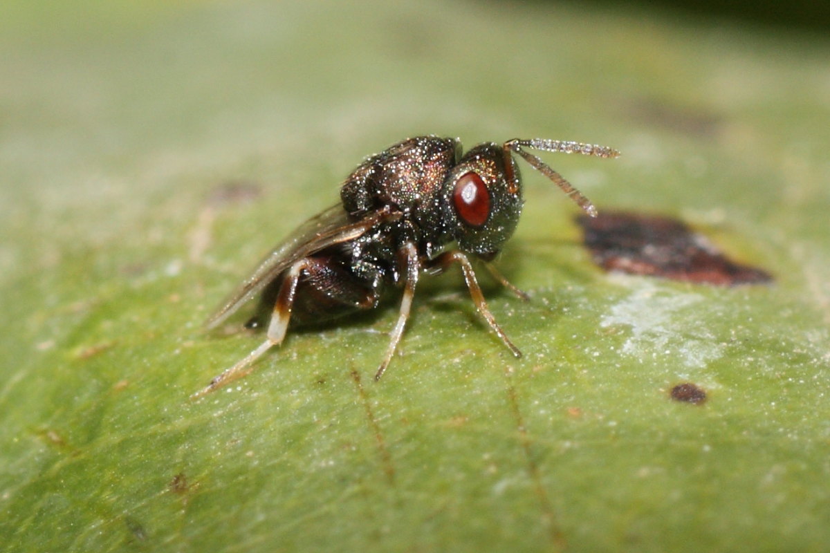 Cynipidae (Eulofide o Eupelmide)