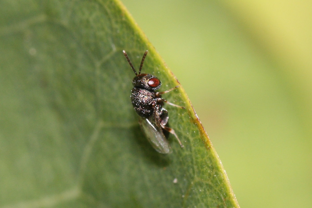 Cynipidae (Eulofide o Eupelmide)