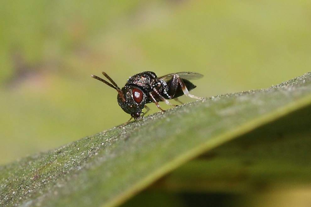 Cynipidae (Eulofide o Eupelmide)