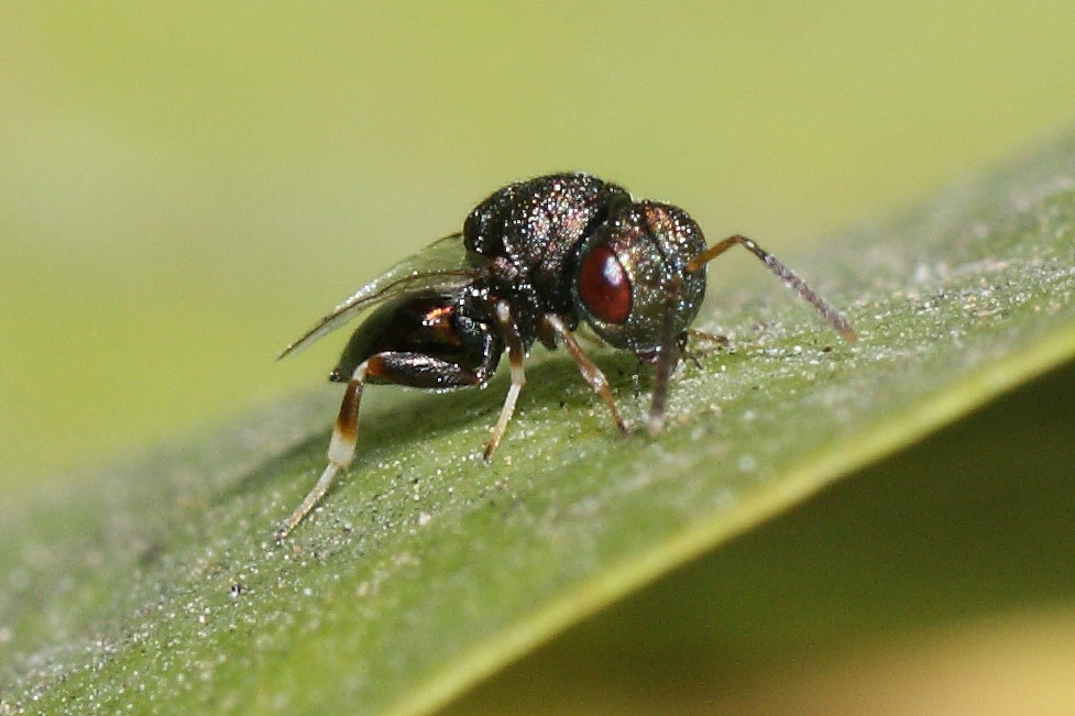 Cynipidae (Eulofide o Eupelmide)