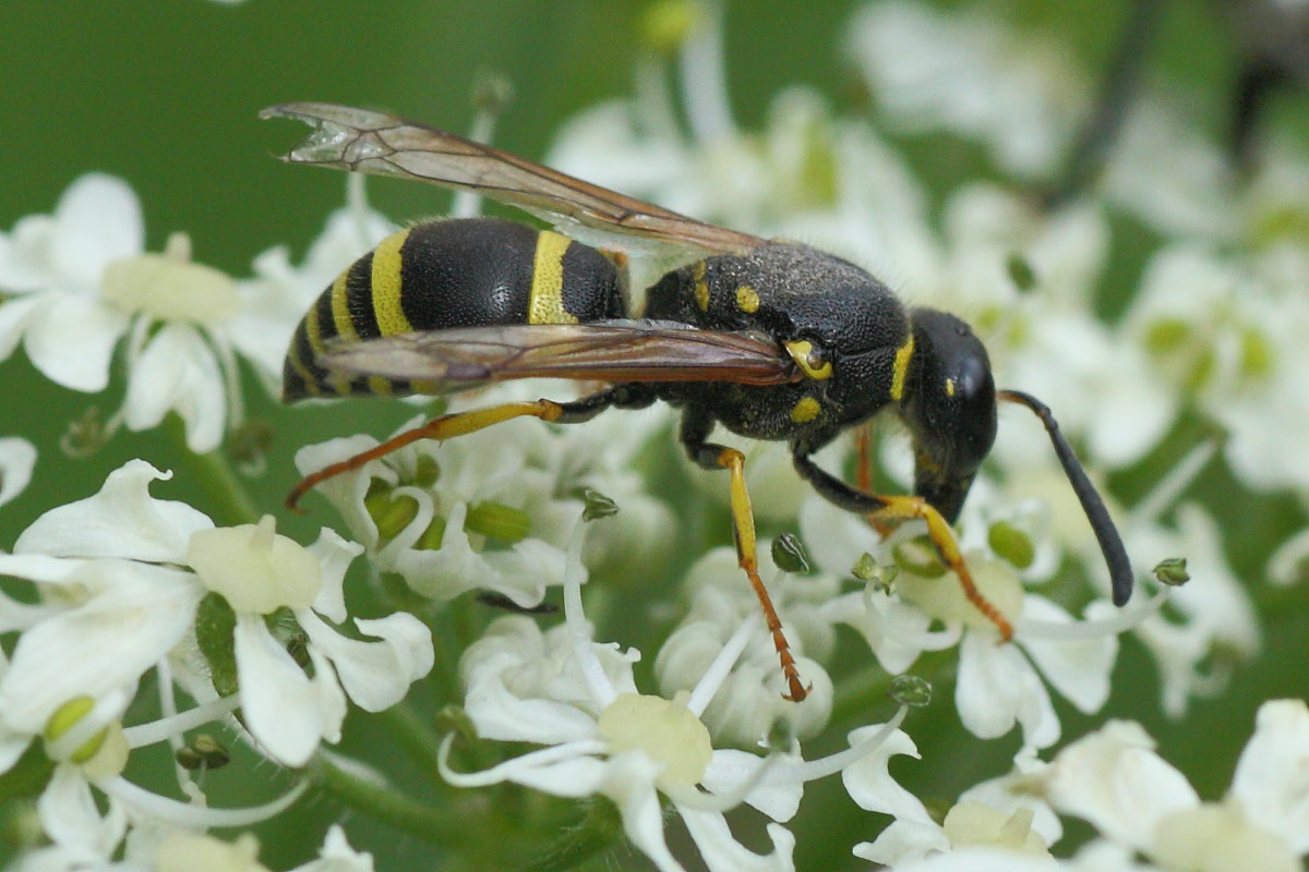 Ancistrocerus sp.