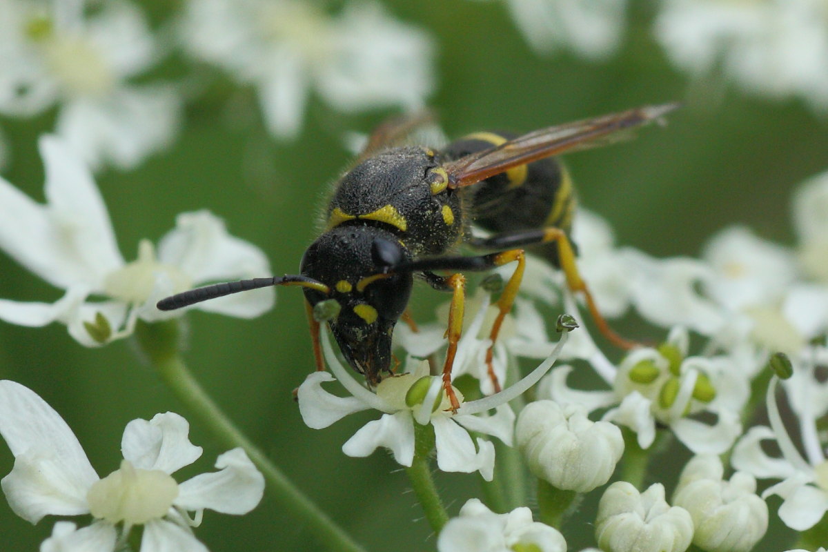 Ancistrocerus sp.