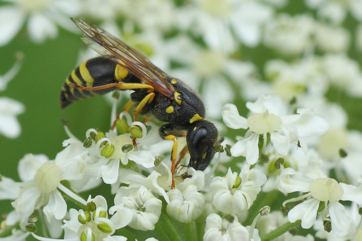 Ancistrocerus sp.