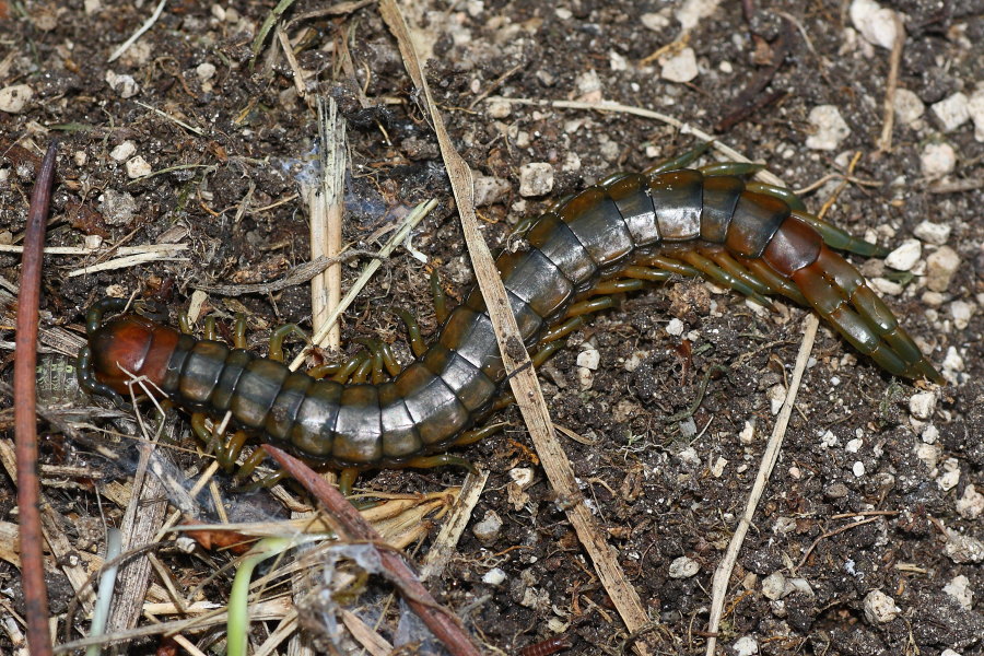 Quale Scolopendra? Scolopendra cingulata