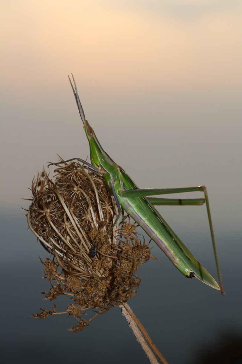 Acrida ungarica mediterranea