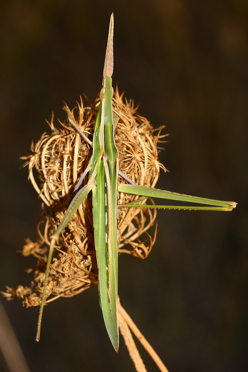 Acrida ungarica mediterranea