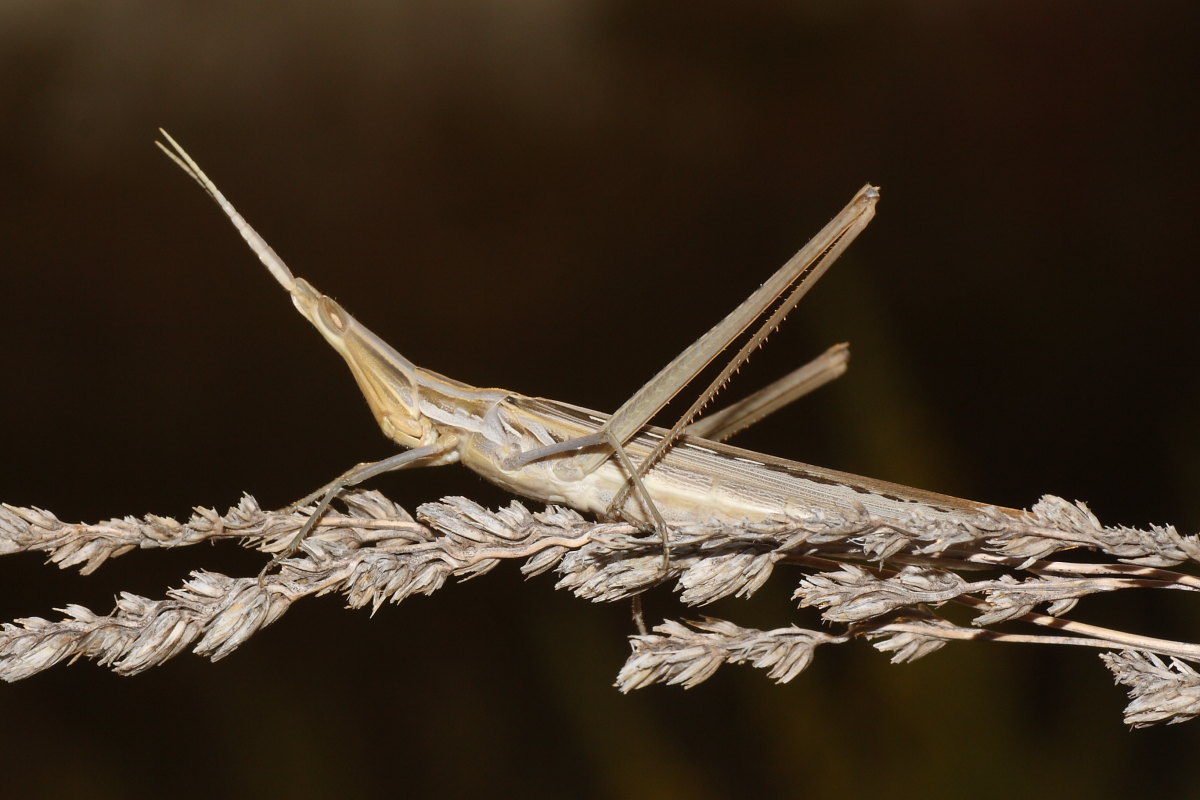 Acrida ungarica mediterranea