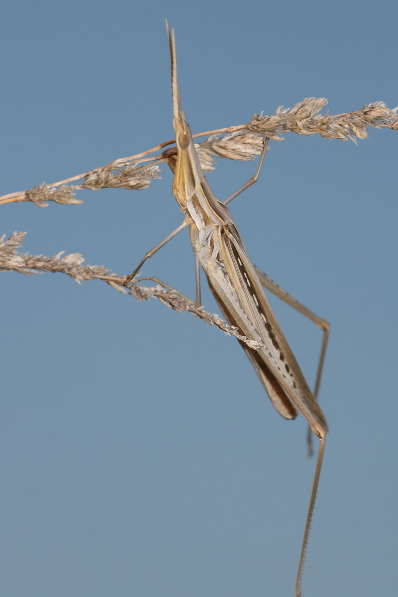 Acrida ungarica mediterranea