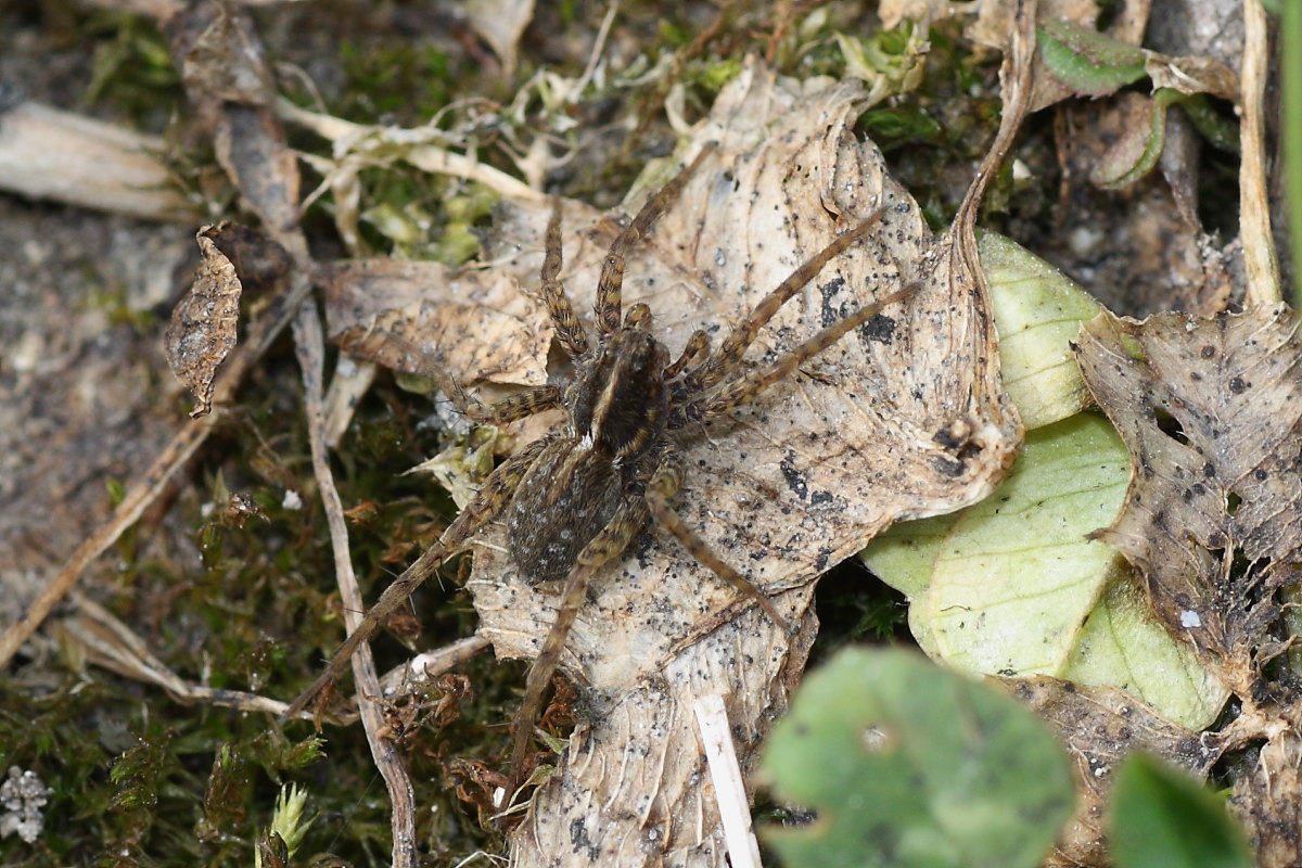 Pardosa sp.