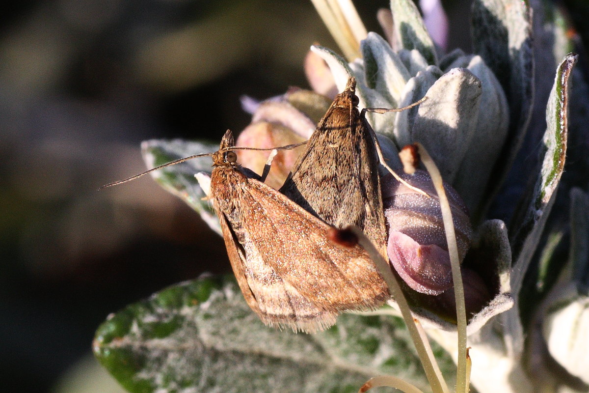 Pyrausta despicata ?