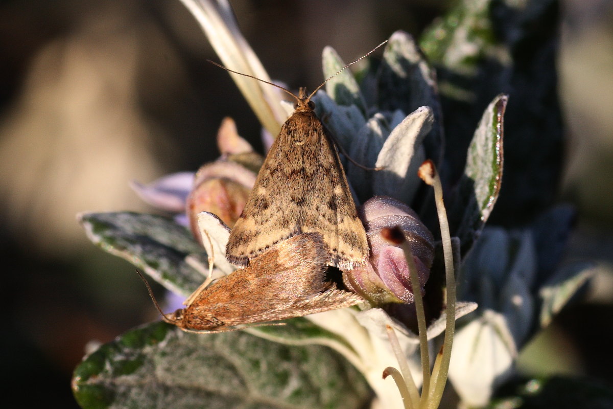 Pyrausta despicata ?