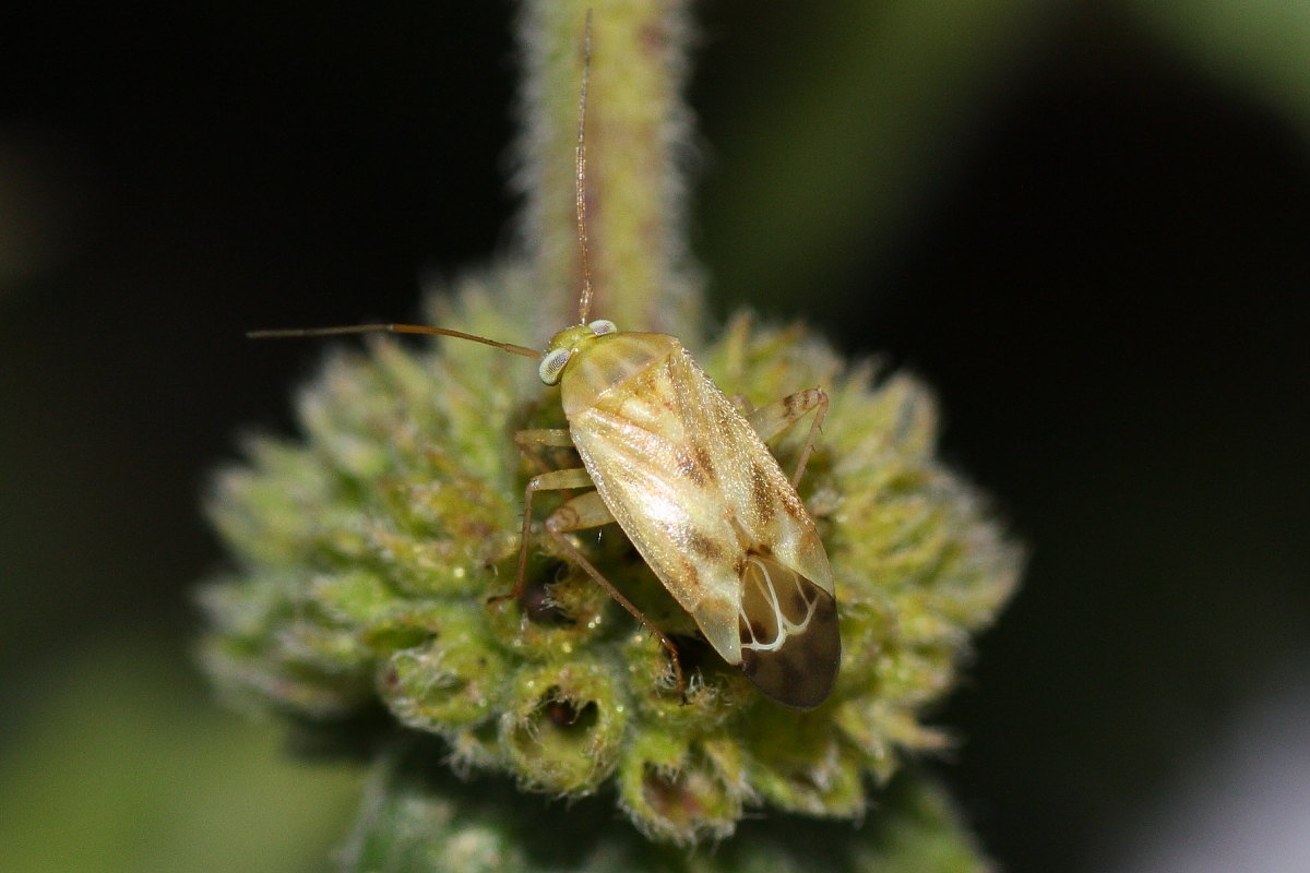 Taylorilygus apicalis