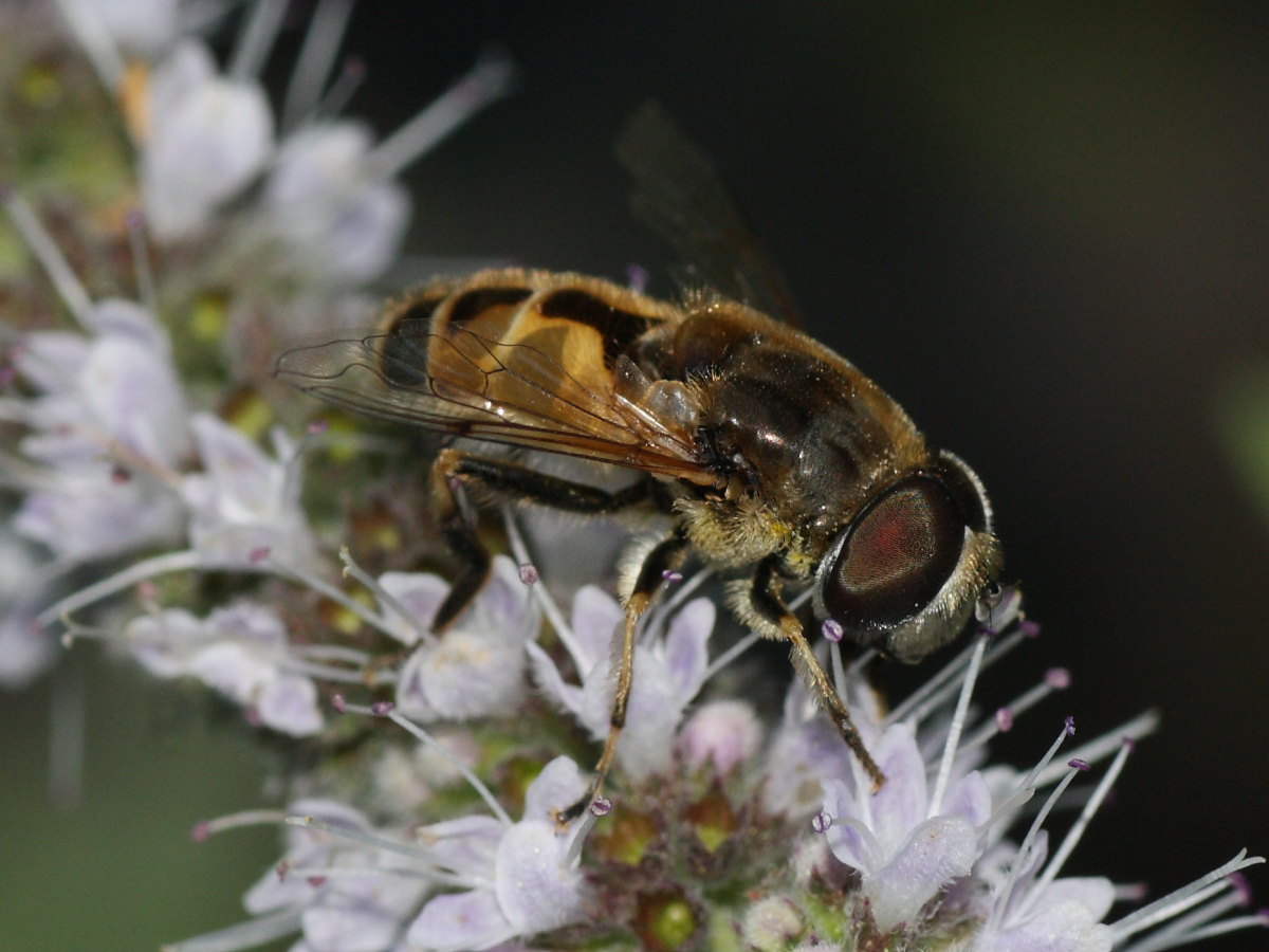 Syrphidae da identificare