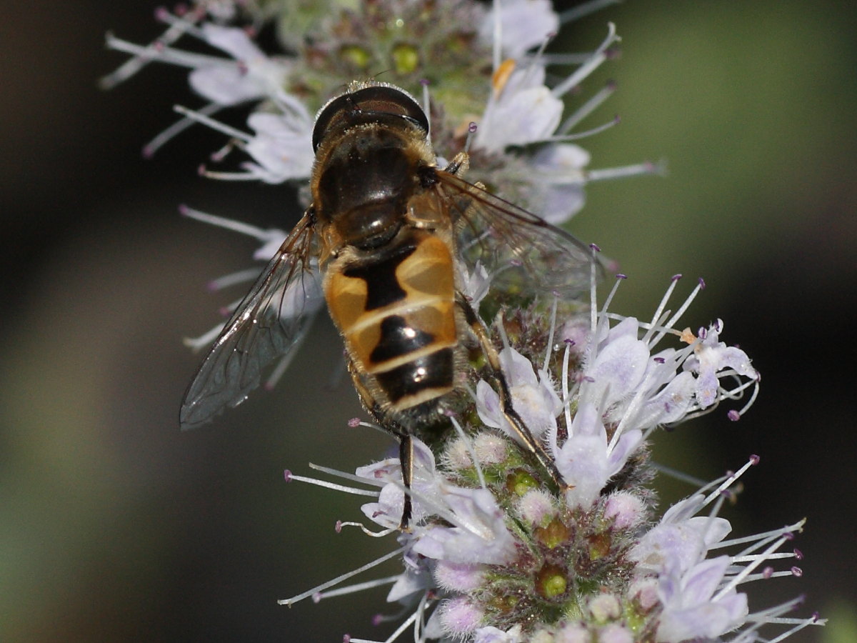 Syrphidae da identificare