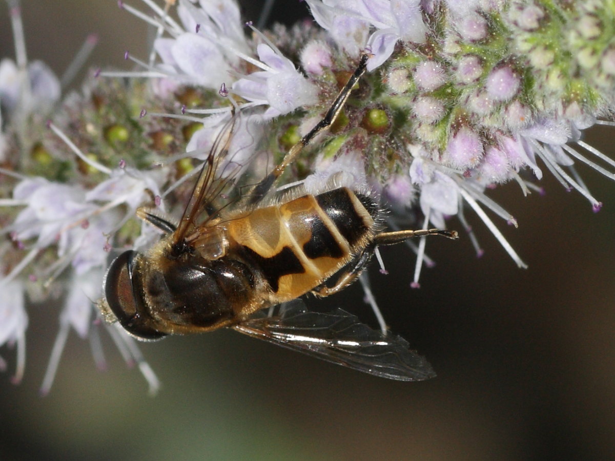 Syrphidae da identificare