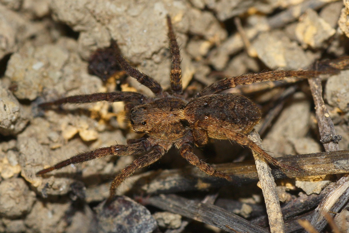 Alopecosa albofasciata