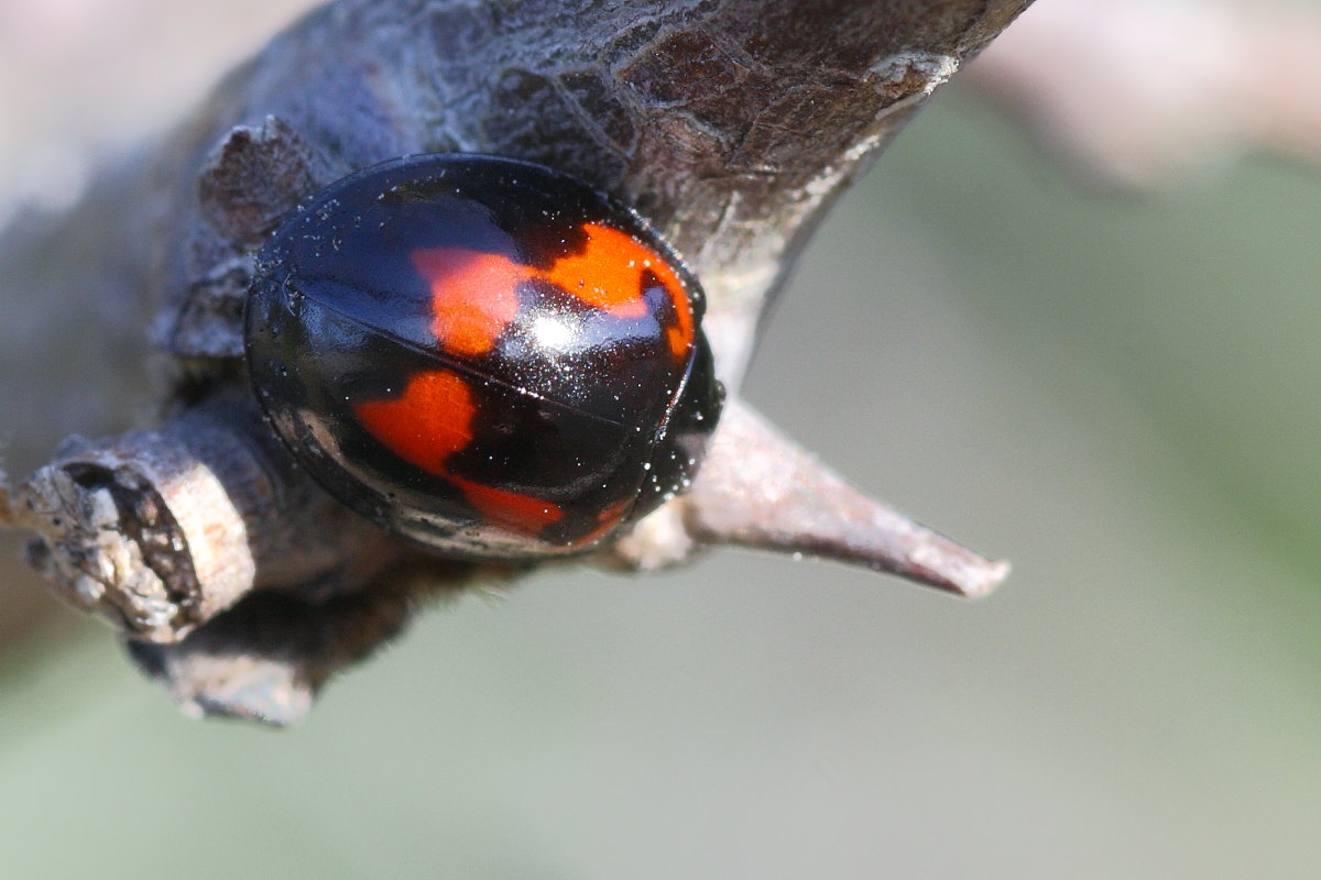 Brumus quadripustulatus