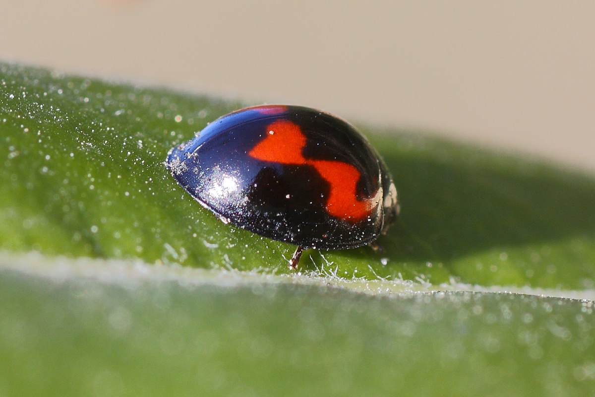 Brumus quadripustulatus