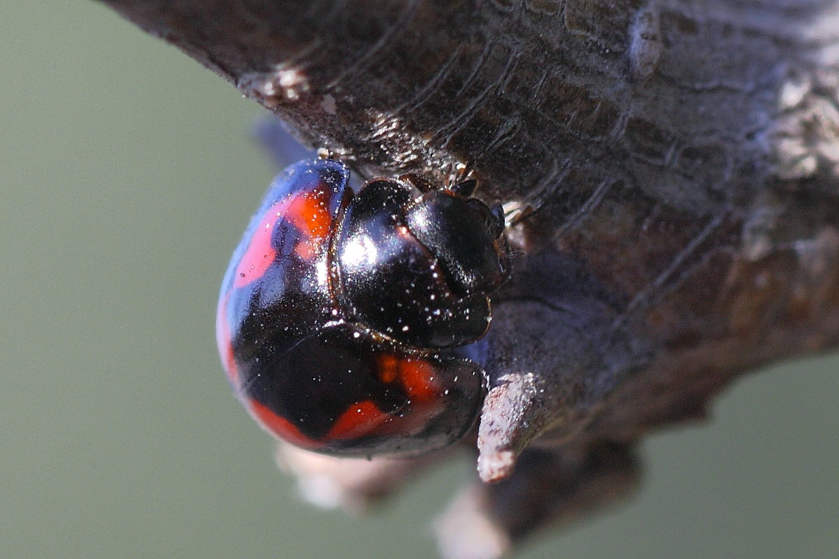 Brumus quadripustulatus