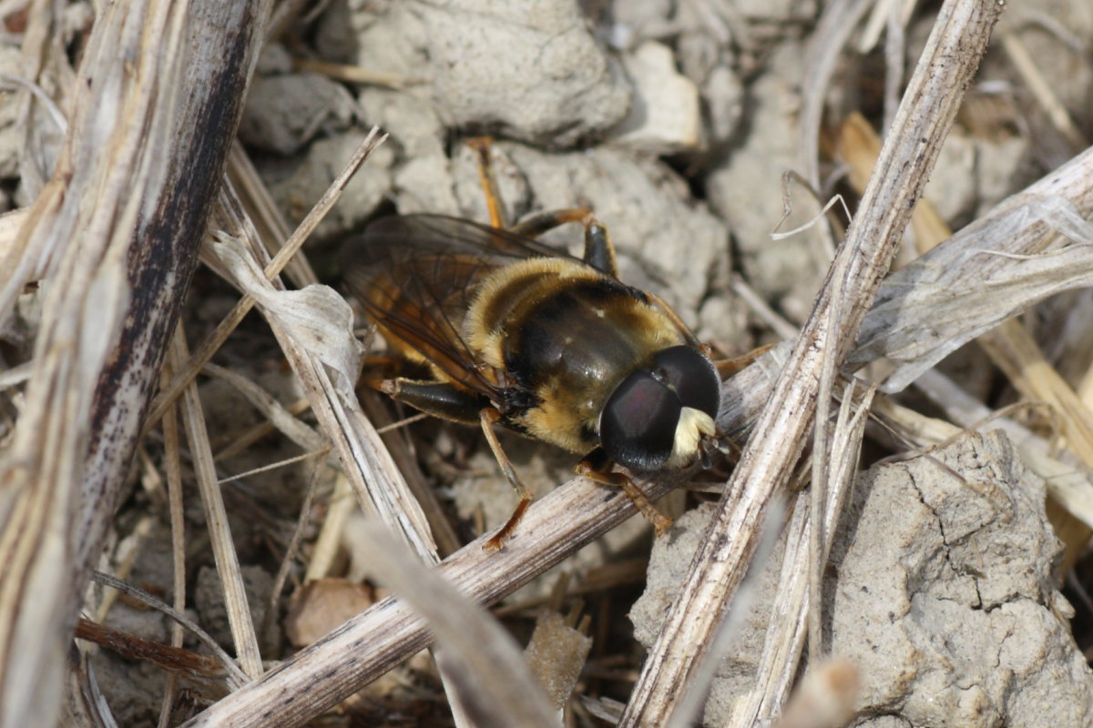 Merodon sp. (Syrphidae)