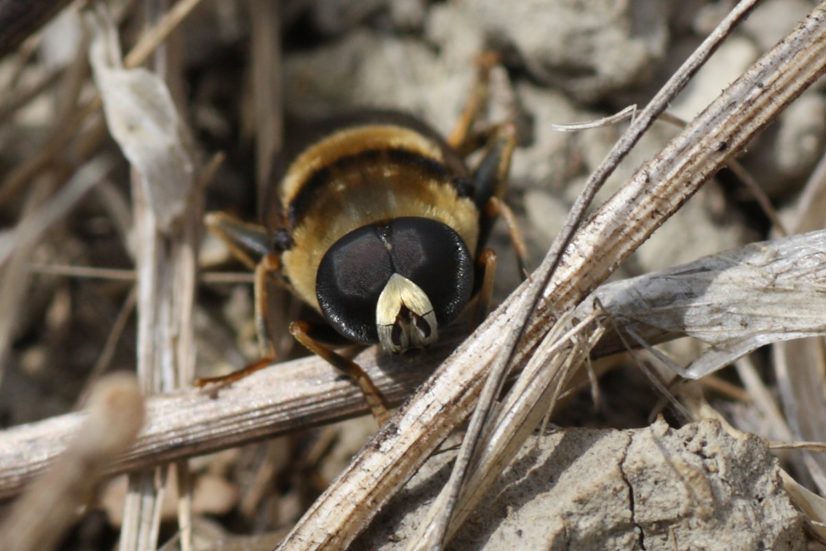 Merodon sp. (Syrphidae)