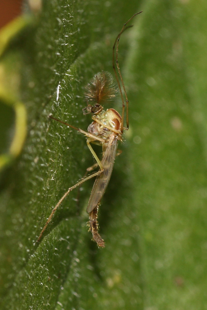 Chironomidae