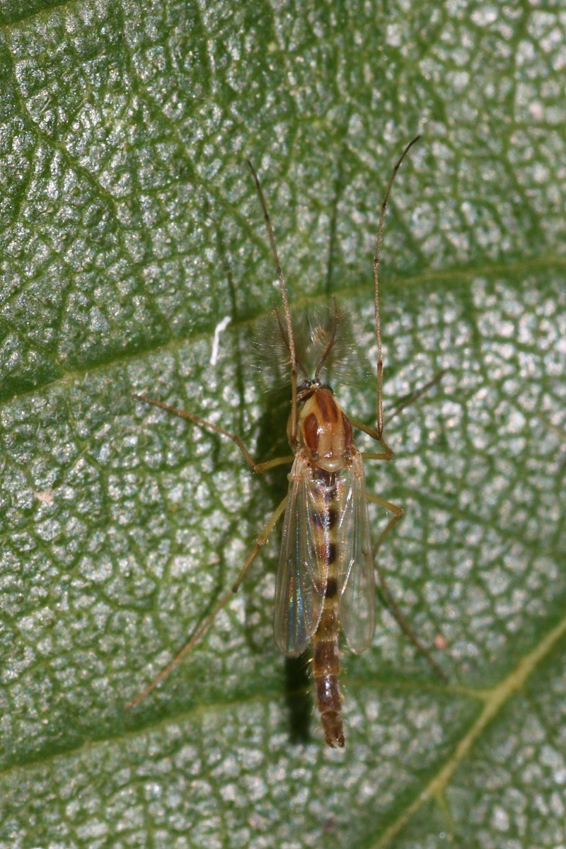 Chironomidae